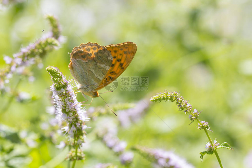 银色水洗贝母蝴蝶Argynnispaphia在明亮而充满活力的彩色花卉草地上以白花为食的侧视图特写镜头翅膀上的图片