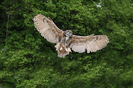 欧洲鹰猫EuropeanEagleOwl图片