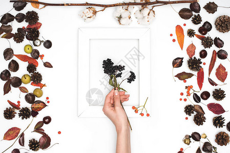 上方手持黑色排列的浆果在框架和美丽的秋图片
