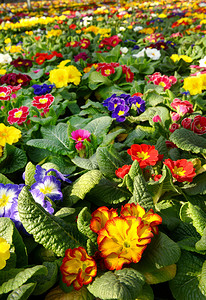 花卉种植园中充满活力的多彩色报春花的植物学背景图片