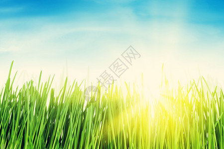 绿草场和蓝天阳光明媚图片