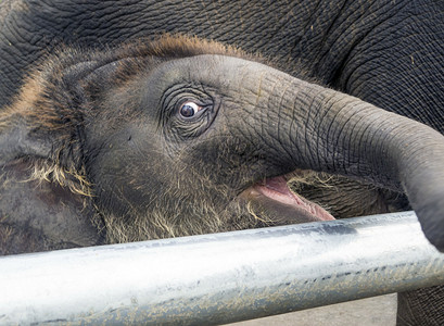 泰国动物园里的小象图片