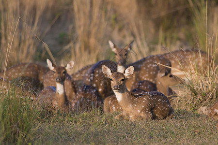 印度Kanha公园的Chital鹿也叫Spote图片