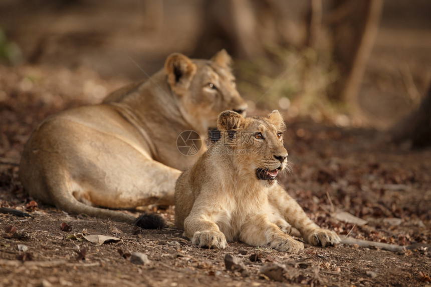 SasanGir公园和野生物保护区的静地狮子图片