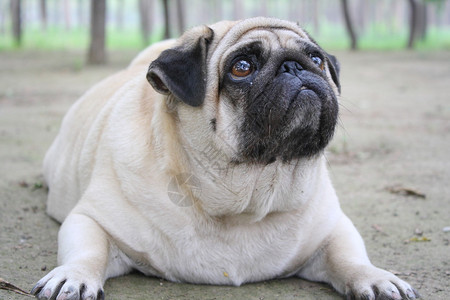 肥胖狗图片