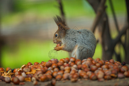 松鼠吃坚果的照片图片