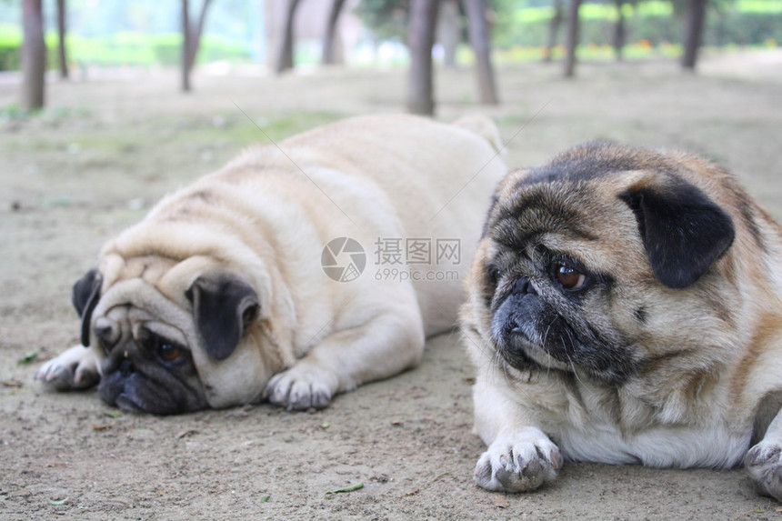 两个肥胖的哈巴狗图片