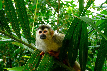 哥斯达黎加ManuelAntonio公园的松鼠猴子在这个公园中图片