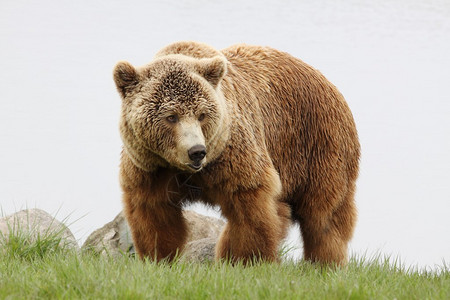 自然中的棕熊图片