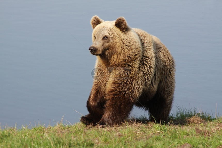 自然中的棕熊图片