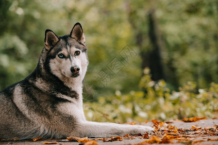 西伯利亚哈士奇犬躺在图片