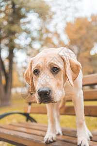 愤怒的拉布多猎犬站在秋天图片