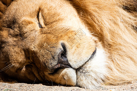 肖像狮子在围栏里睡觉的白狮子图片