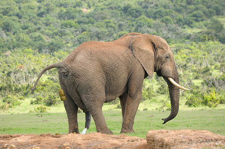 南非洲大象公园阿多大象图片