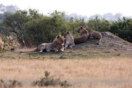 西南非狮子PantheraLeobleyenberghi在津巴布韦黄盖背景图片