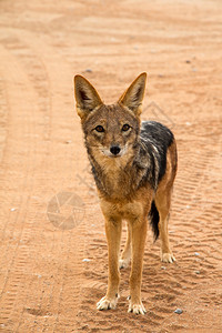 纳米比亚沙漠中的野豺图片