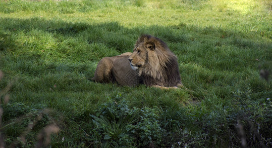 动物园中的非洲狮子图片