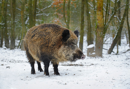成年母猪在冬季森林图片