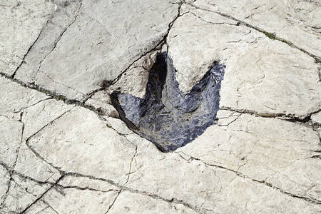 化石的恐龙脚印古代考古发现详细纹理图片