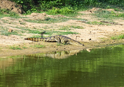 斯里兰卡岛上野生的鳄鱼图片