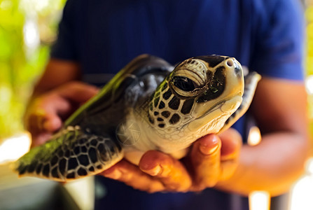 斯里兰卡岛上野生海龟图片