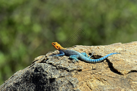 非洲热带草原的沙漠中的蜥蜴在其自图片