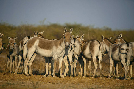 亚洲荒野驴Equushemionuskhur印度古吉拉图片