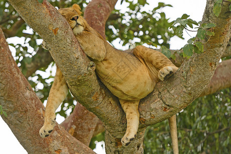 在乌干达大餐后在树上休息的图片
