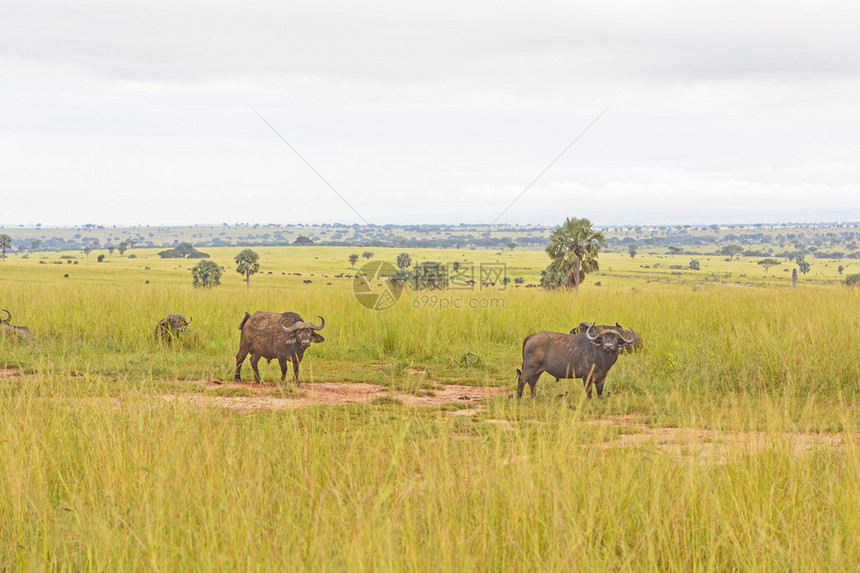 乌干达MurchisonFalls公园萨图片