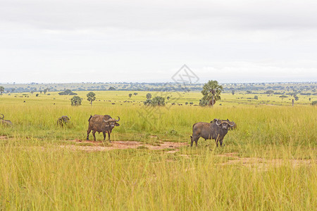 乌干达MurchisonFalls公园萨图片