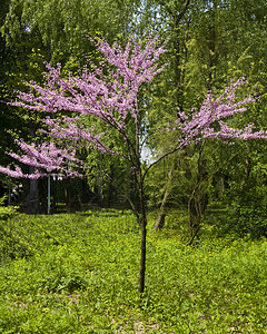 春景小粉红色的黑猩樱桃树在公图片