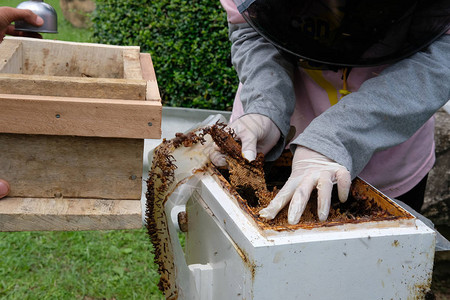 将无刺的蜜蜂转移至新的蜂巢三边米利平尼聚居背景图片