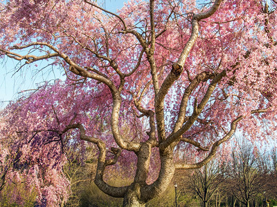 在中央NJ的公园里粉红色背景图片