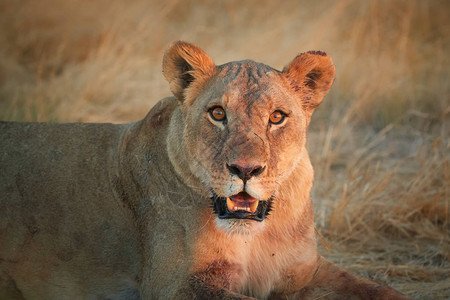 母狮在埃托沙泛漠的典型环境中直视相机图片