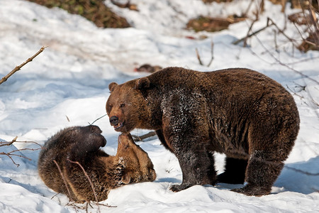 BayerischerWald公园的棕熊UrsusArctos图片