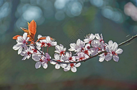 关闭一棵花樱桃树的枝子其背背景图片