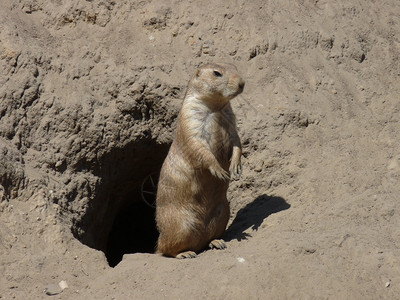 一只土拨鼠在他的洞穴外图片