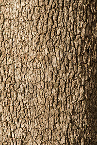 科克里纹理白蚁软木树高清图片