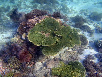 苏拉威西岛的珊瑚礁图片