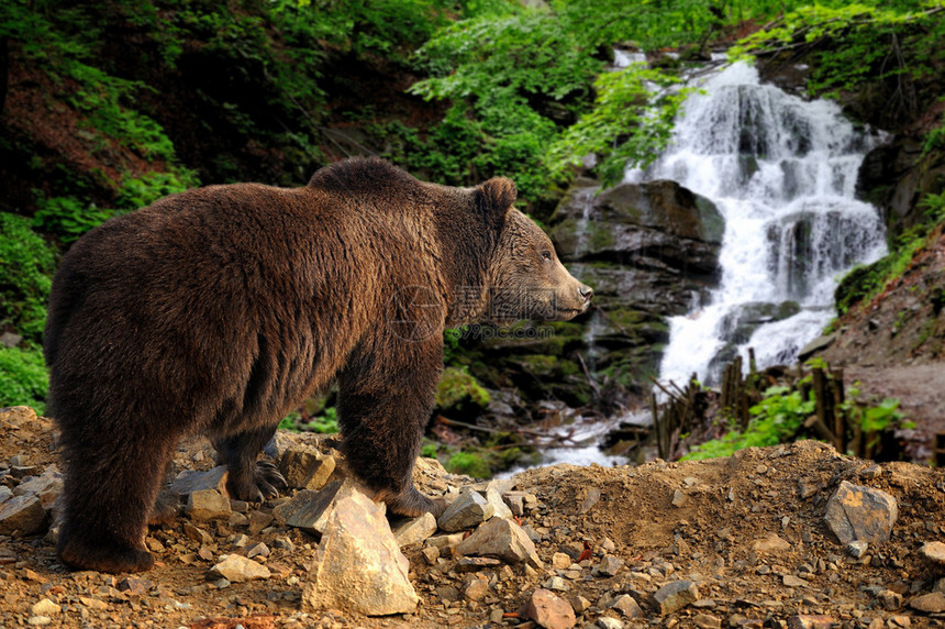 大棕熊站在森林瀑布附近的图片
