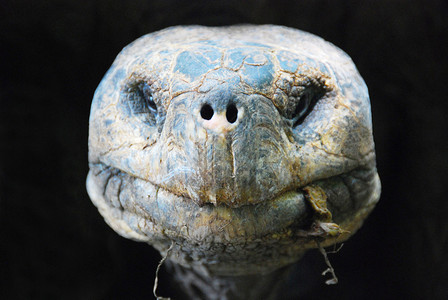 龙瑟姆乔治巨型乌龟图片