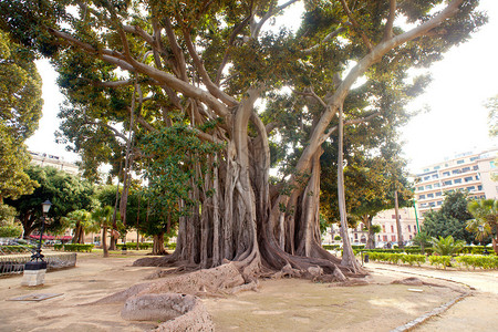 巴勒莫大榕树的景色高清图片