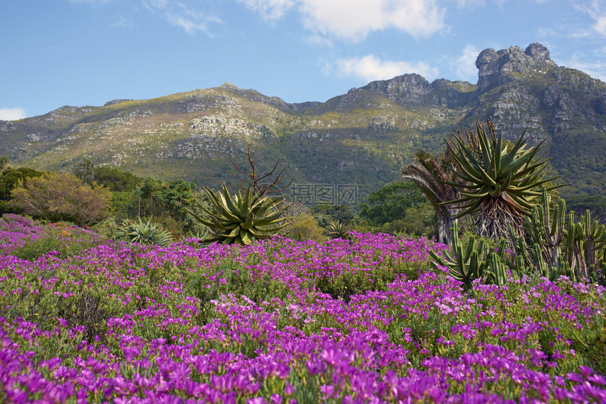 Kirstenbosch南非开普敦植物园图片