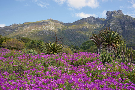 Kirstenbosch南非开普敦植物园图片