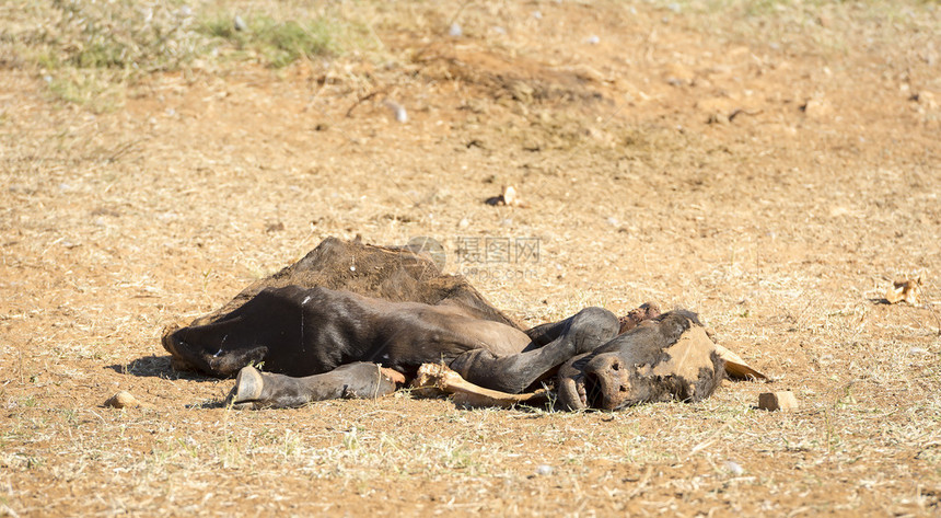 非洲博茨瓦纳干旱条件下死牛腐烂图片