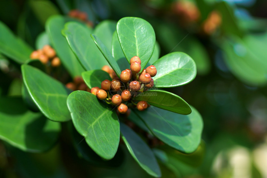 无花果菲库斯本贾米纳香蕉树图片