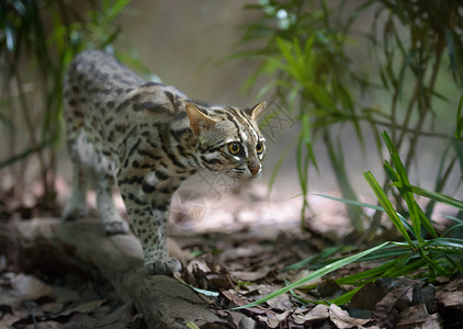 野豹猫在草丛中狩猎图片