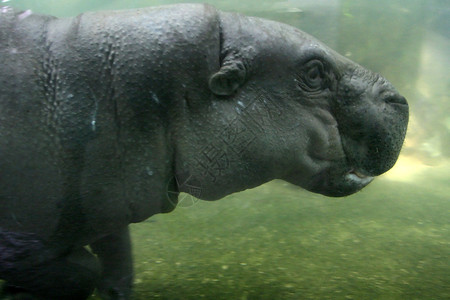 Hippo新加坡动图片