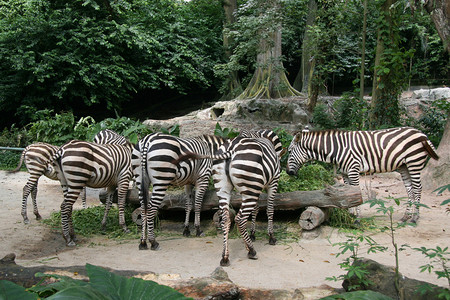 Zebra新加坡动图片