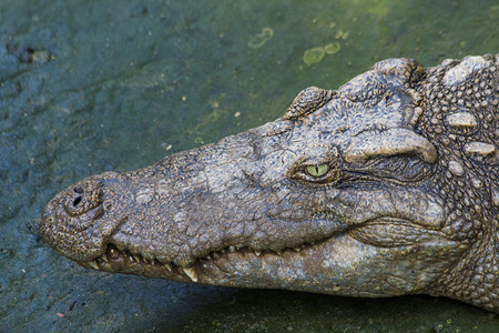 越南的暹罗鳄鱼图片